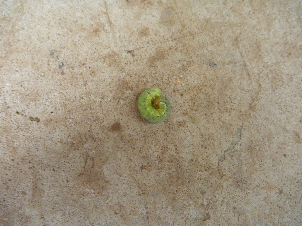 f:id:verandarosegarden:20170527214854j:plain f:id:verandarosegarden:20170527214854j:plain