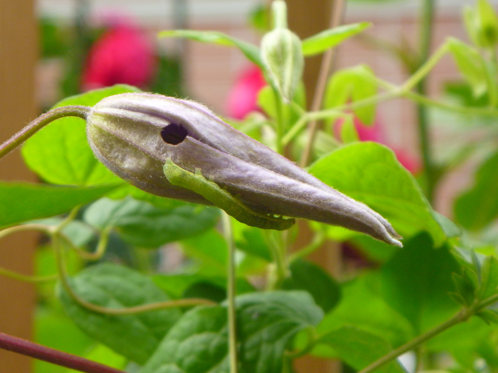 f:id:verandarosegarden:20170528081951j:plain f:id:verandarosegarden:20170528081951j:plain