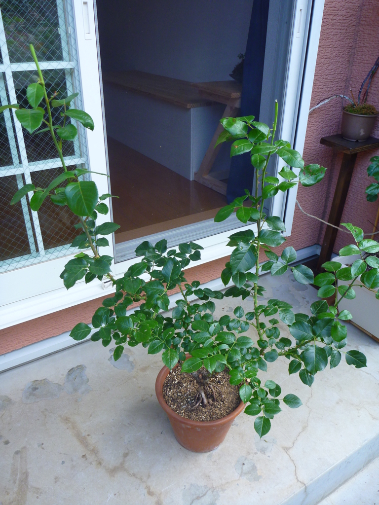 f:id:verandarosegarden:20170604165415j:plain f:id:verandarosegarden:20170604165415j:plain