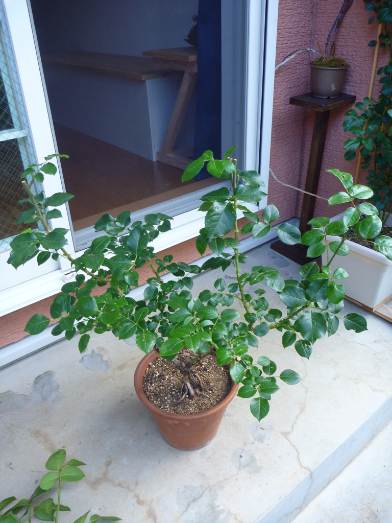 f:id:verandarosegarden:20170604165648j:plain f:id:verandarosegarden:20170604165648j:plain