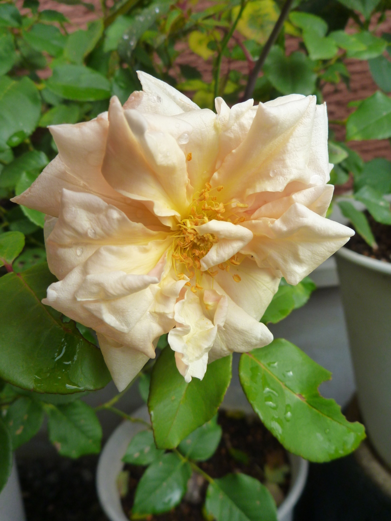 f:id:verandarosegarden:20170622082151j:plain f:id:verandarosegarden:20170622082151j:plain