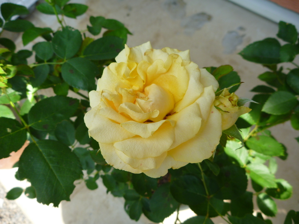 ハープシコード の二番花 ベランダ バルコニーに 小さなローズガーデンを