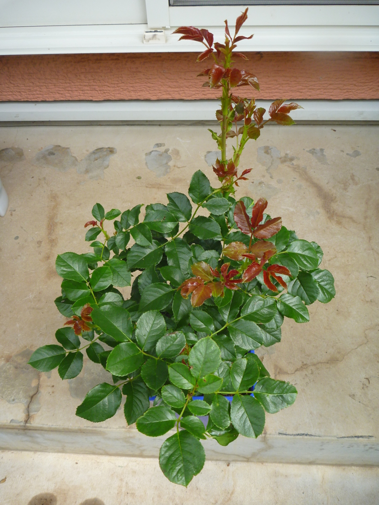 f:id:verandarosegarden:20170703094044j:plain