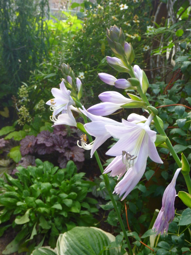 f:id:verandarosegarden:20170721051338j:plain f:id:verandarosegarden:20170721051338j:plain