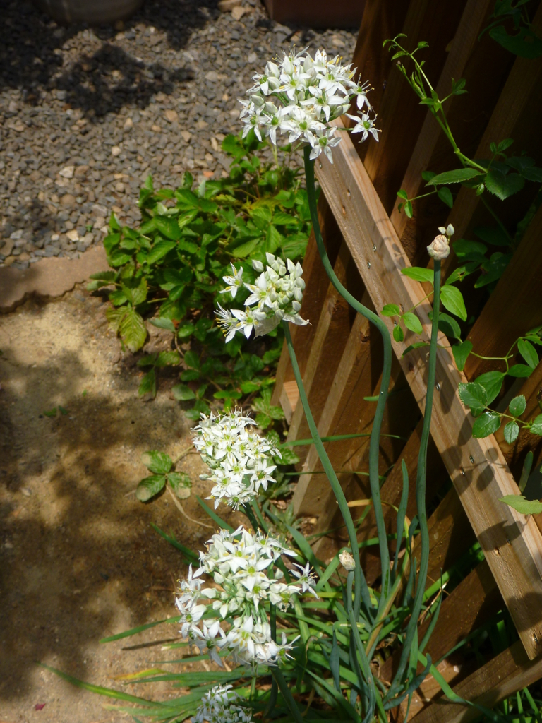 f:id:verandarosegarden:20170721051540j:plain f:id:verandarosegarden:20170721051540j:plain