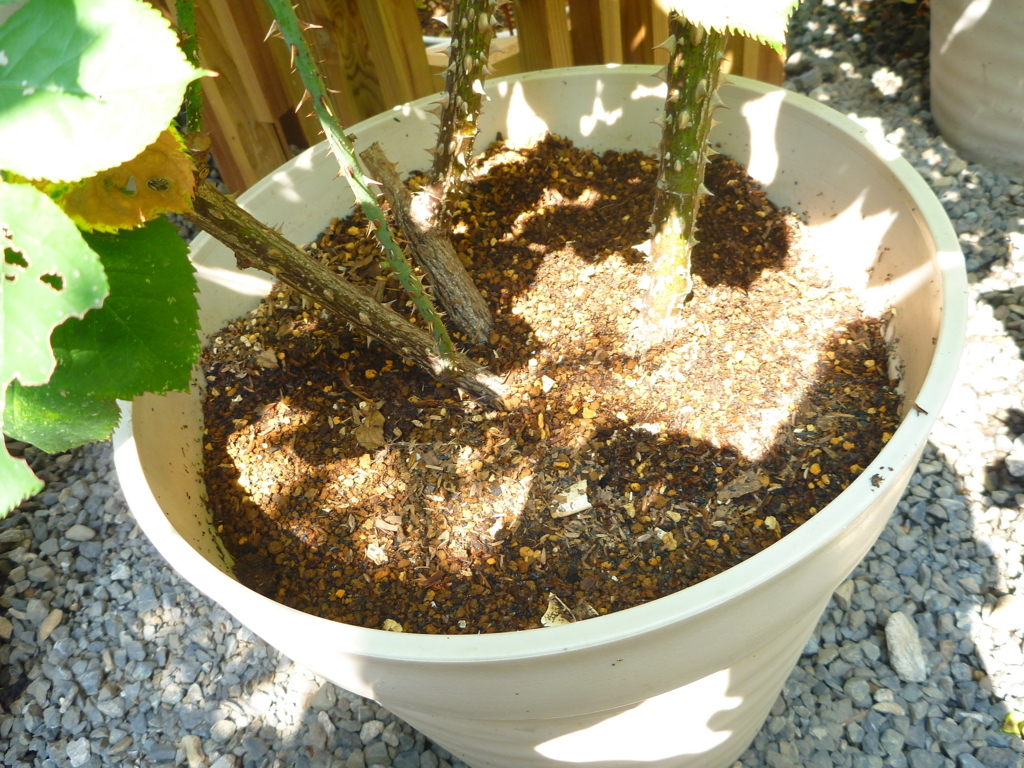 f:id:verandarosegarden:20170721052548j:plain f:id:verandarosegarden:20170721052548j:plain