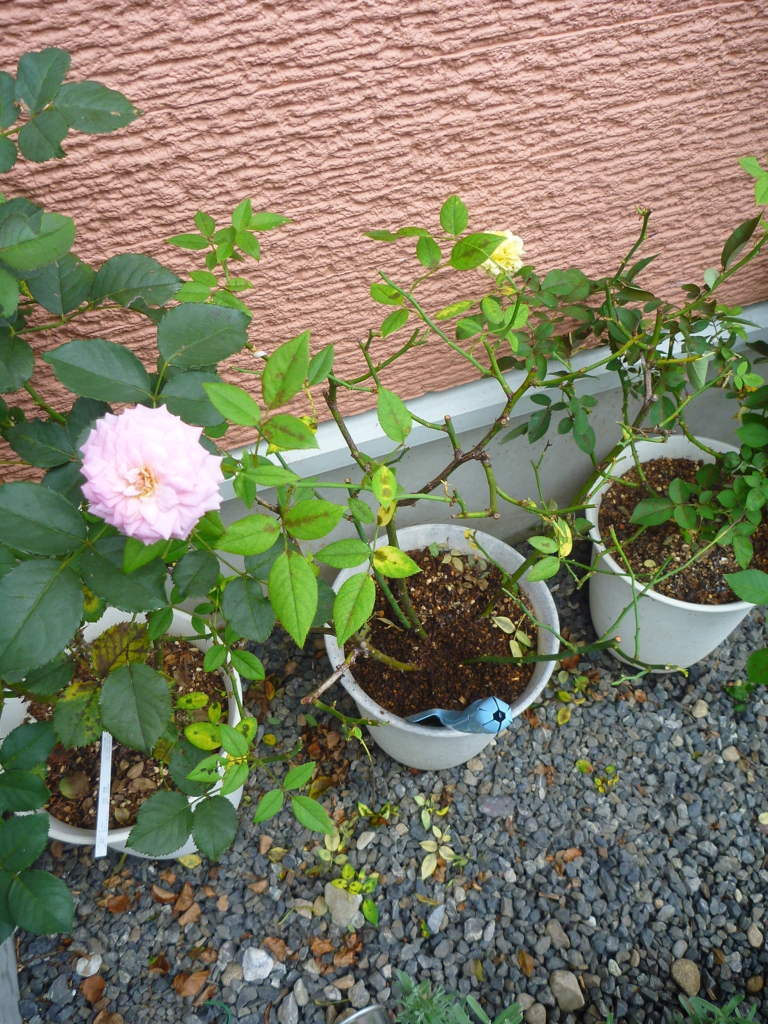 f:id:verandarosegarden:20170813150124j:plain