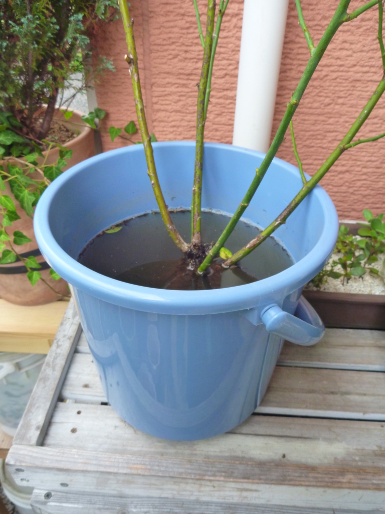 f:id:verandarosegarden:20170813150418j:plain