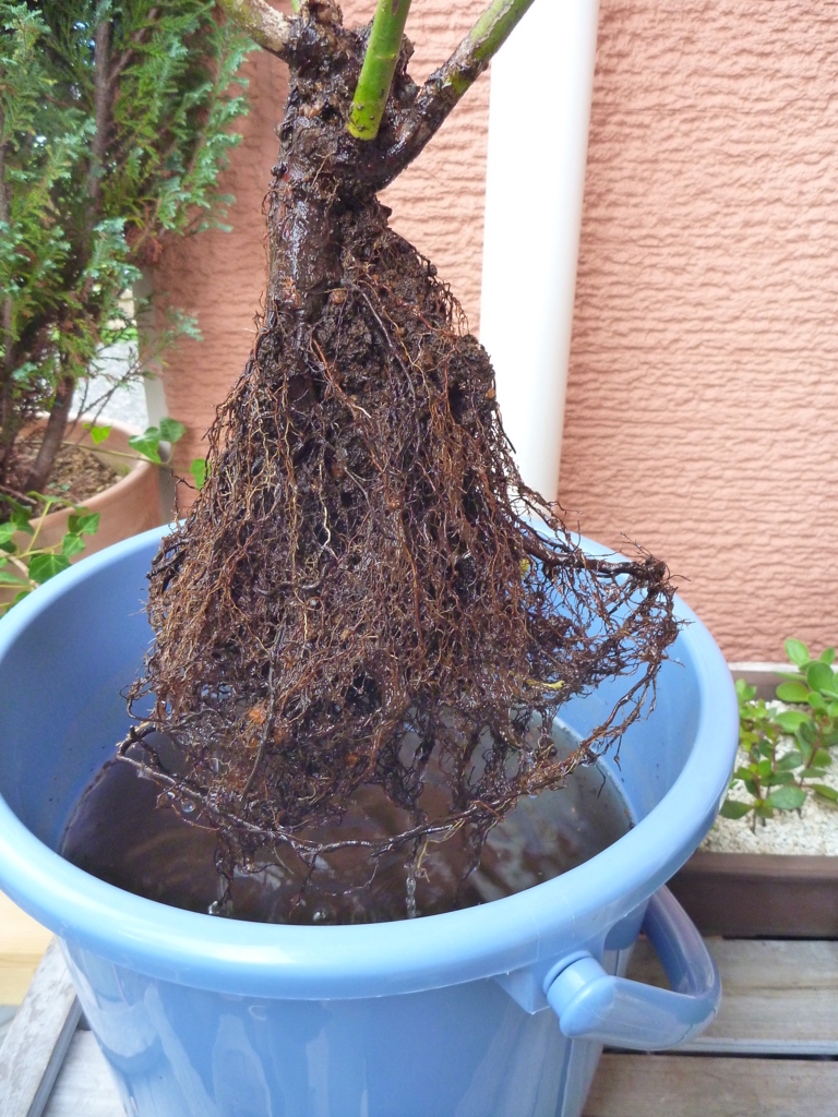 f:id:verandarosegarden:20170813150858j:plain