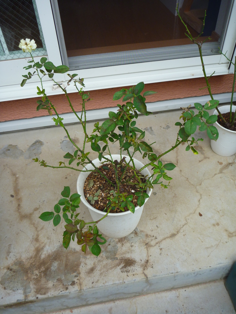 f:id:verandarosegarden:20170820140606j:plain f:id:verandarosegarden:20170820140606j:plain