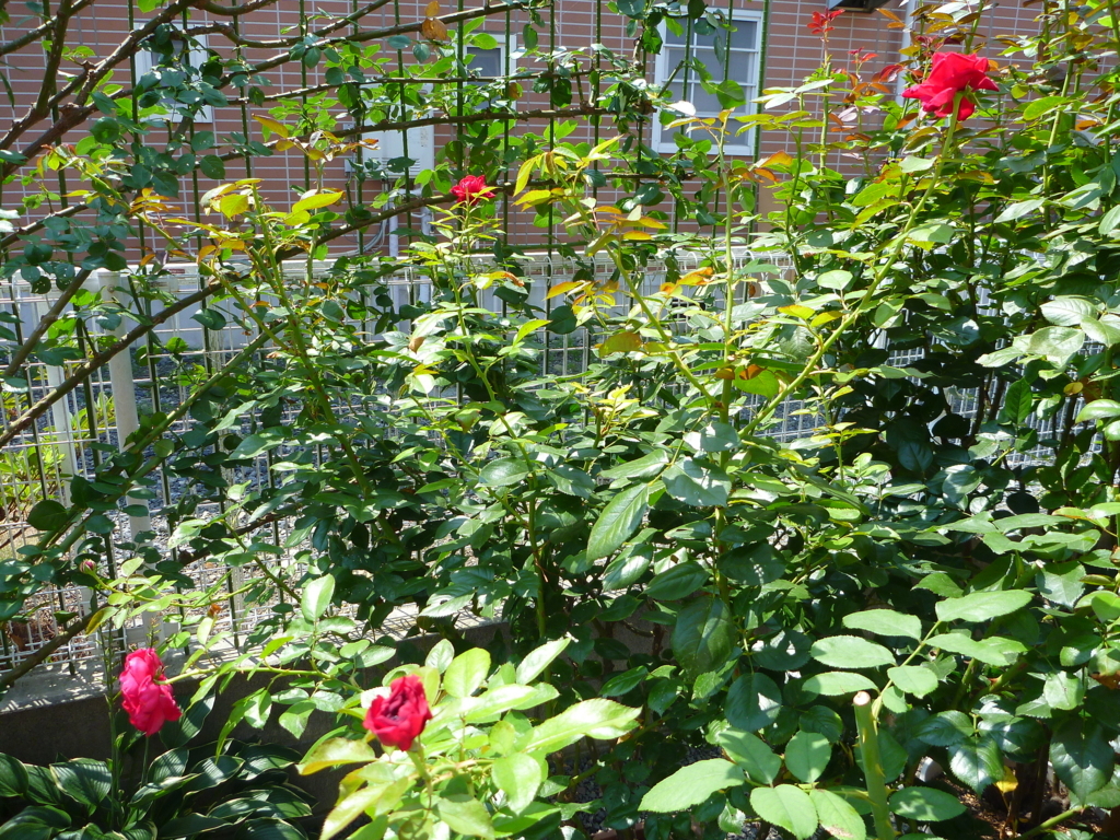 f:id:verandarosegarden:20170826154917j:plain