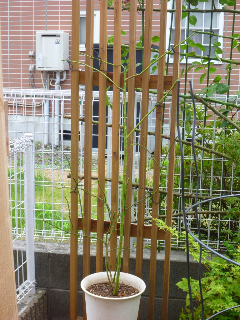 f:id:verandarosegarden:20170826160033j:plain f:id:verandarosegarden:20170826160033j:plain