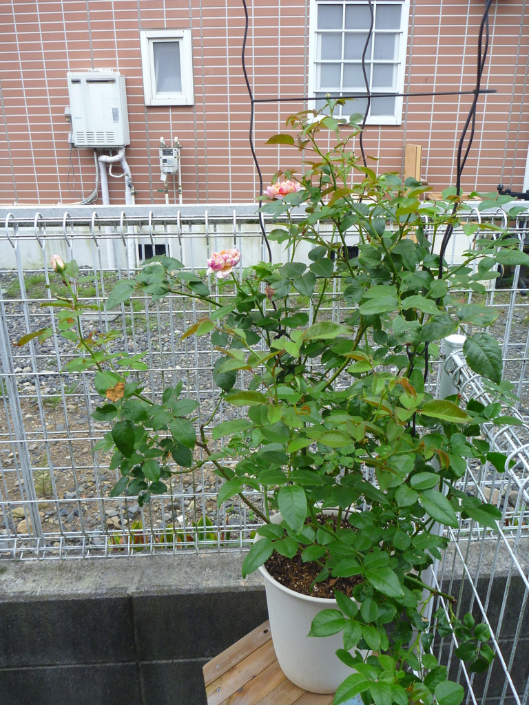 f:id:verandarosegarden:20170826161159j:plain f:id:verandarosegarden:20170826161159j:plain