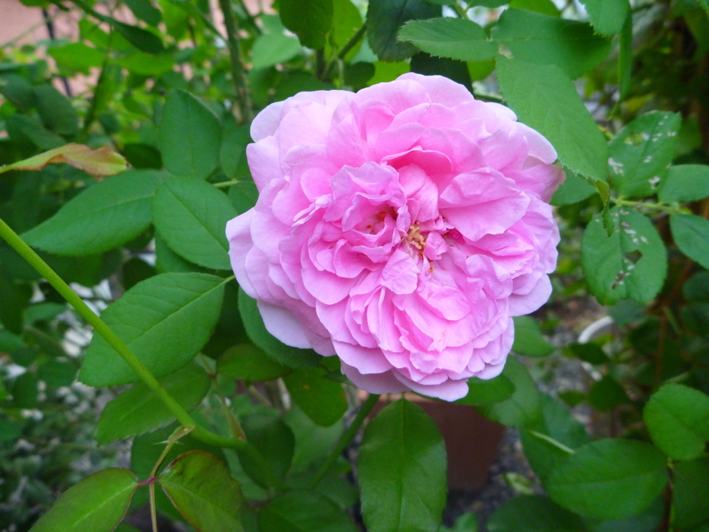 f:id:verandarosegarden:20170926143529j:plain f:id:verandarosegarden:20170926143529j:plain