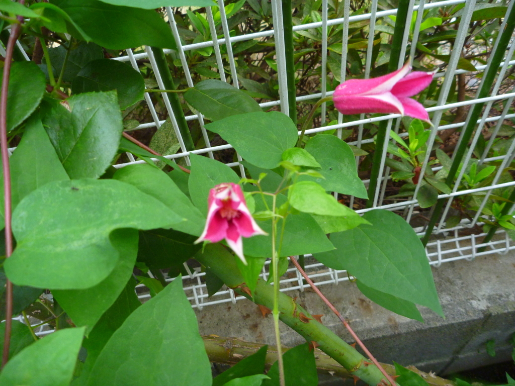 f:id:verandarosegarden:20171007060203j:plain