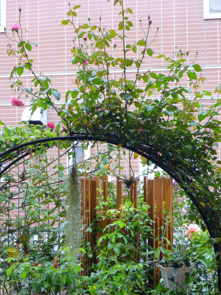 f:id:verandarosegarden:20171014112448j:plain f:id:verandarosegarden:20171014112448j:plain