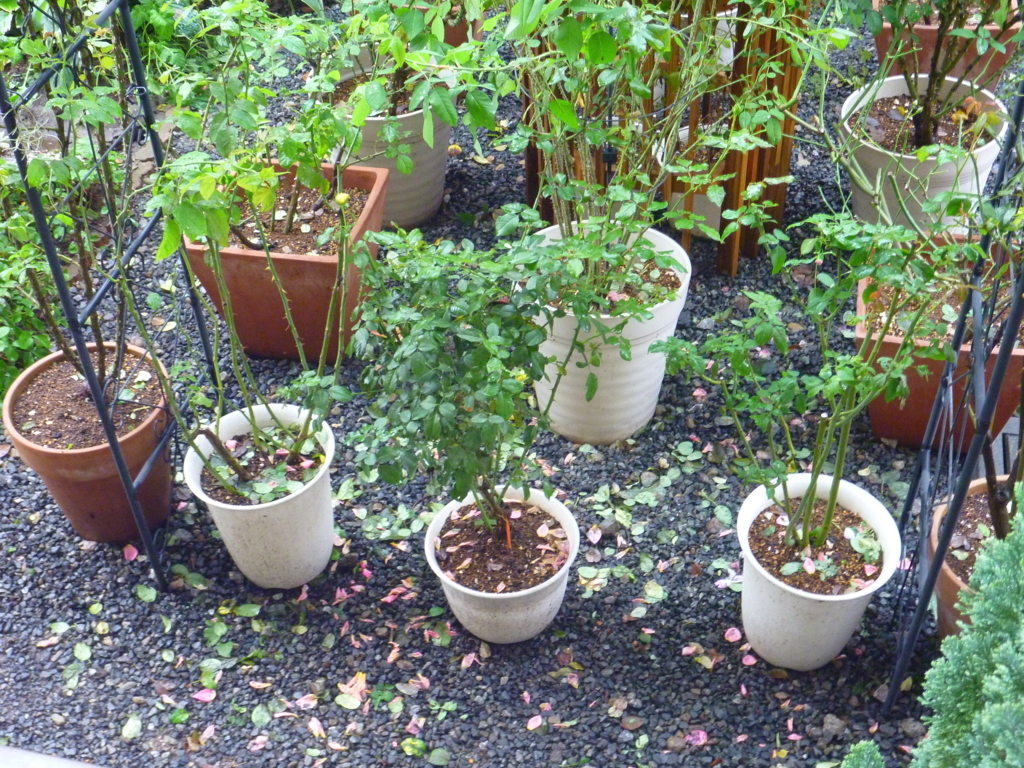 f:id:verandarosegarden:20171023145137j:plain f:id:verandarosegarden:20171023145137j:plain