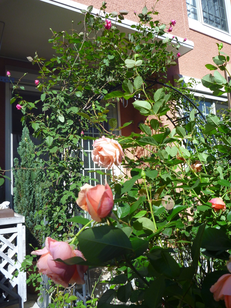 f:id:verandarosegarden:20171023145302j:plain f:id:verandarosegarden:20171023145302j:plain