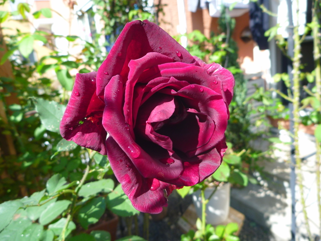 f:id:verandarosegarden:20171026193154j:plain