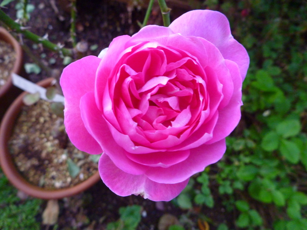 f:id:verandarosegarden:20171103074046j:plain f:id:verandarosegarden:20171103074046j:plain