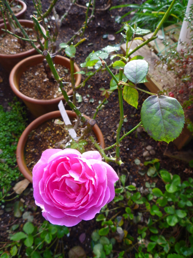 f:id:verandarosegarden:20171103074116j:plain f:id:verandarosegarden:20171103074116j:plain