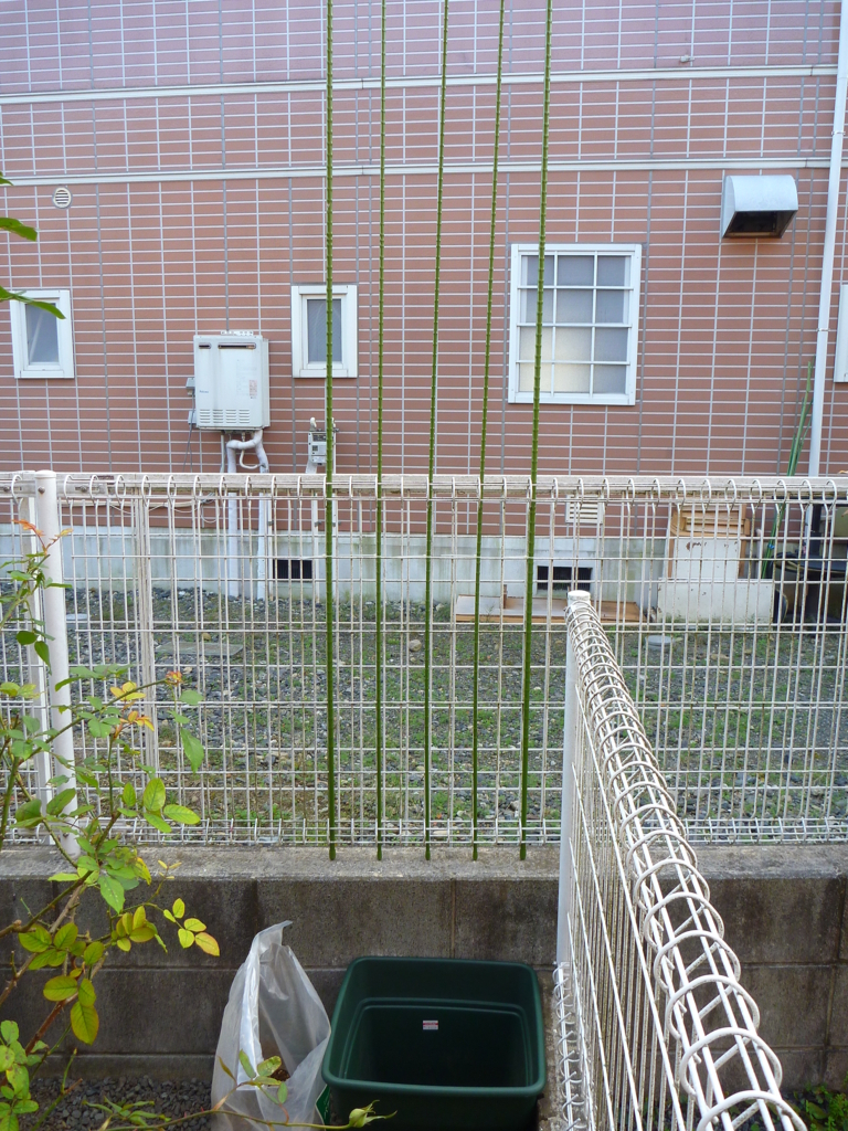 f:id:verandarosegarden:20171113082912j:plain f:id:verandarosegarden:20171113082912j:plain