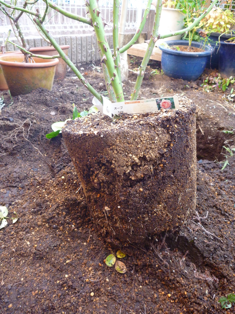 f:id:verandarosegarden:20171113083016j:plain f:id:verandarosegarden:20171113083016j:plain