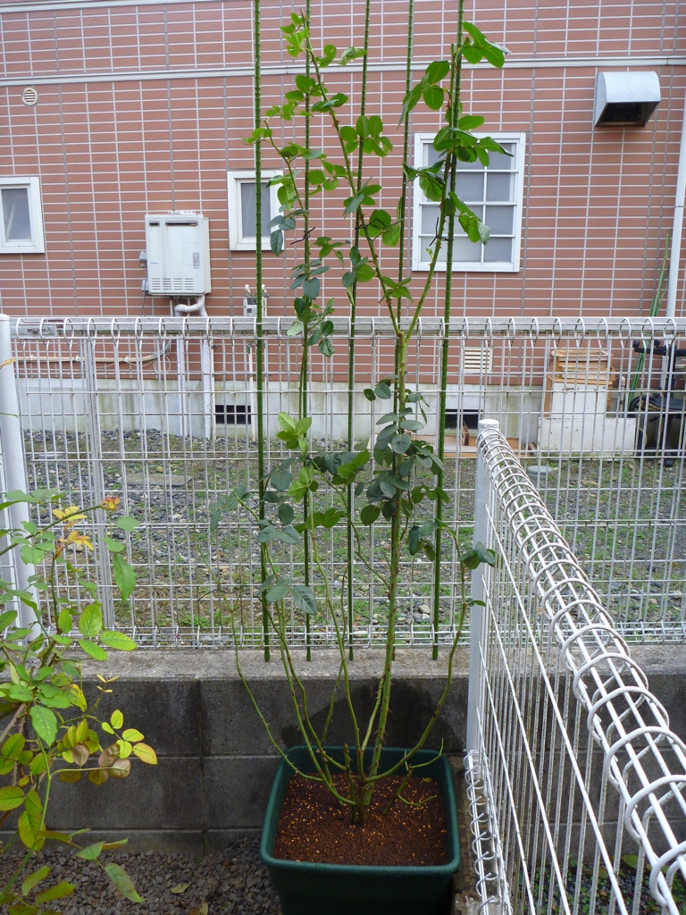 f:id:verandarosegarden:20171113083302j:plain f:id:verandarosegarden:20171113083302j:plain