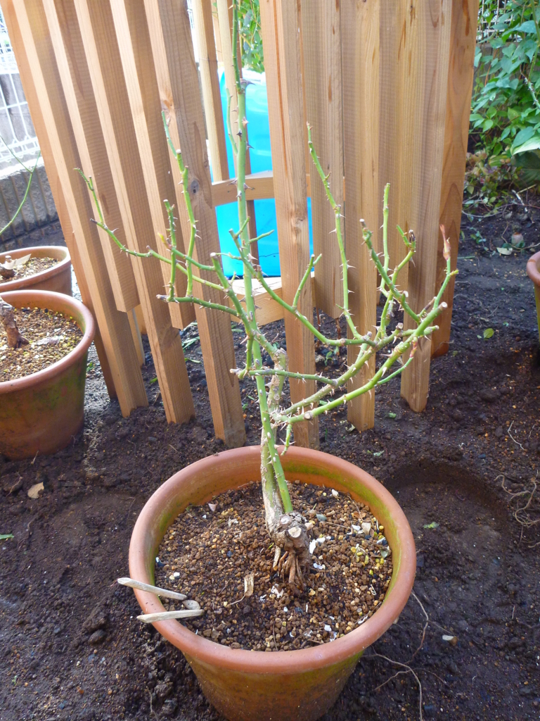 f:id:verandarosegarden:20171114100605j:plain f:id:verandarosegarden:20171114100605j:plain