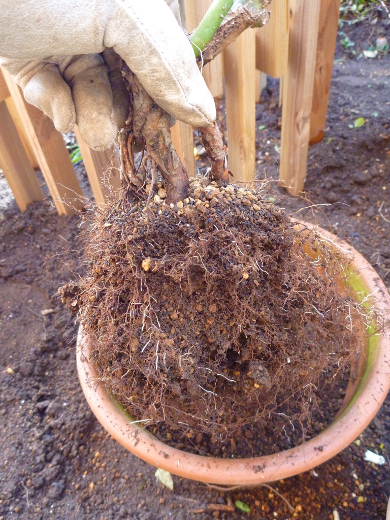 f:id:verandarosegarden:20171114100848j:plain f:id:verandarosegarden:20171114100848j:plain