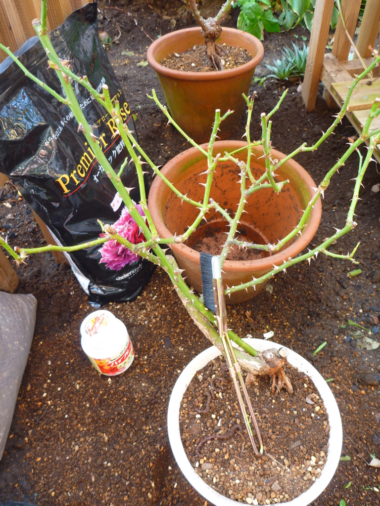 f:id:verandarosegarden:20171114101414j:plain f:id:verandarosegarden:20171114101414j:plain