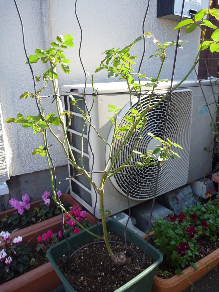 f:id:verandarosegarden:20171203205256j:plain