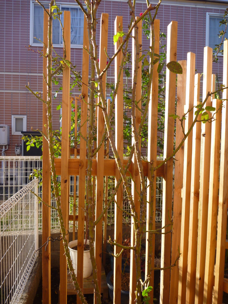 f:id:verandarosegarden:20171212093942j:plain