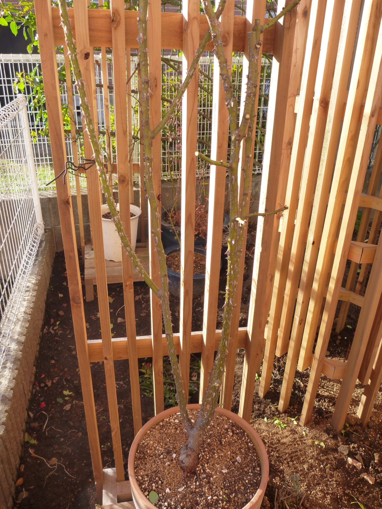 f:id:verandarosegarden:20171212094036j:plain