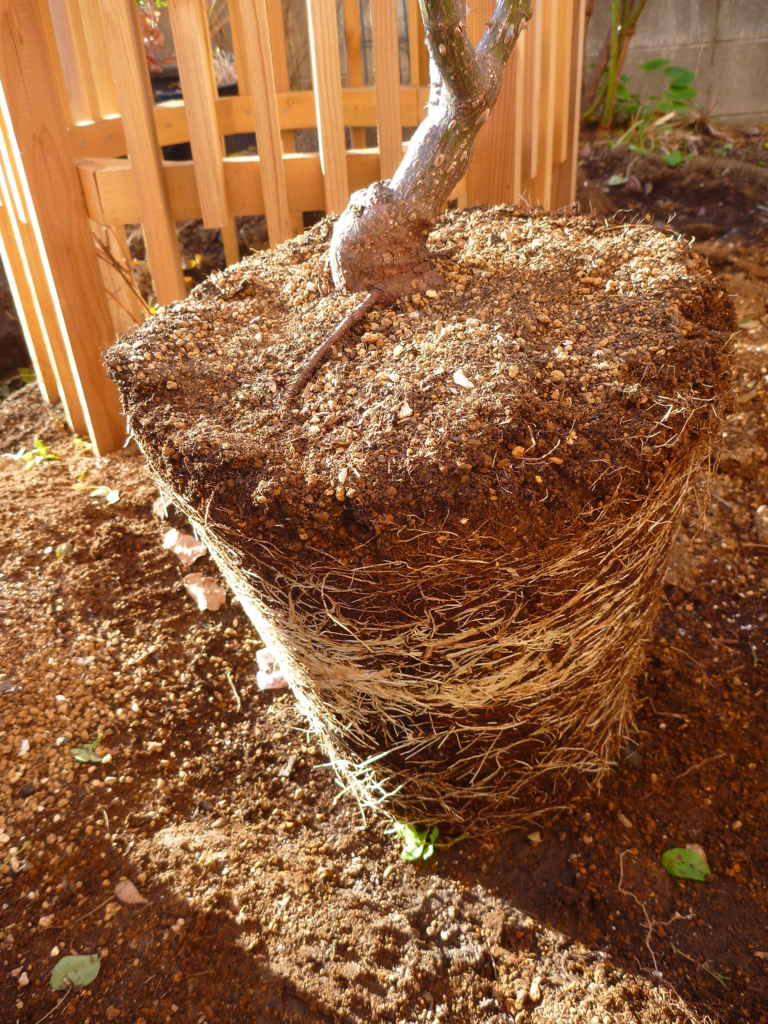 f:id:verandarosegarden:20171212094135j:plain