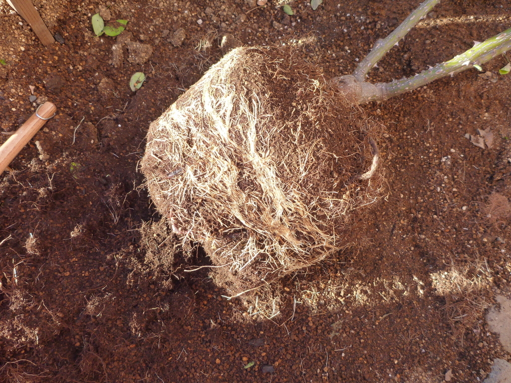 f:id:verandarosegarden:20171212094322j:plain