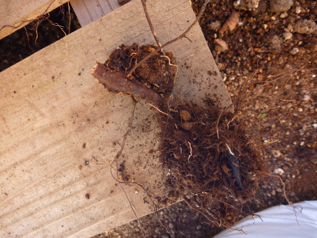 f:id:verandarosegarden:20171212094409j:plain