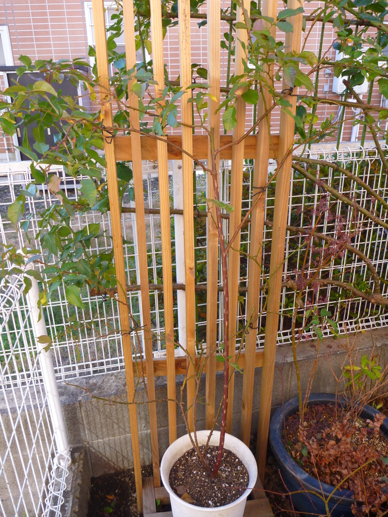 f:id:verandarosegarden:20171212113125j:plain f:id:verandarosegarden:20171212113125j:plain