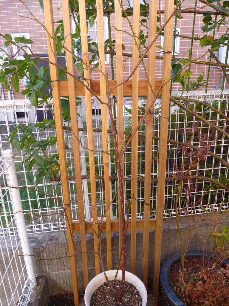 f:id:verandarosegarden:20171212113241j:plain f:id:verandarosegarden:20171212113241j:plain