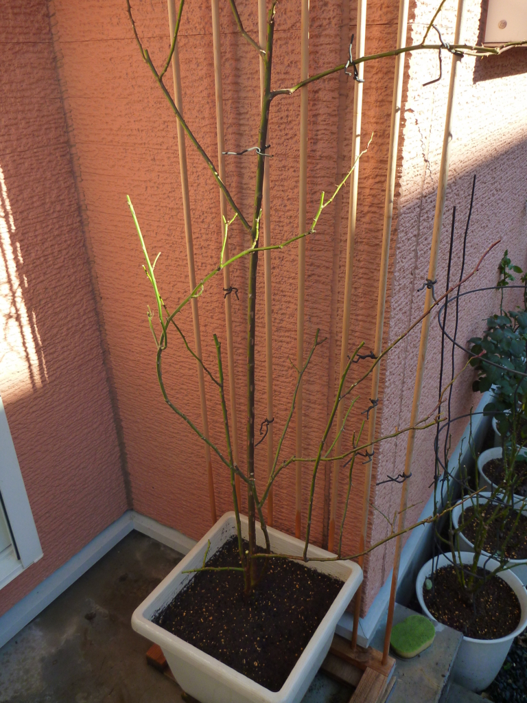 f:id:verandarosegarden:20171212113516j:plain f:id:verandarosegarden:20171212113516j:plain