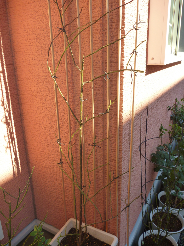 f:id:verandarosegarden:20171212113638j:plain f:id:verandarosegarden:20171212113638j:plain