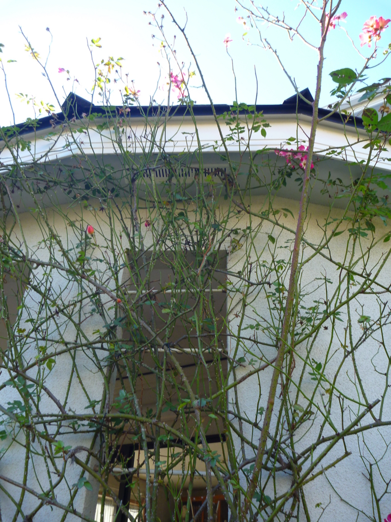 f:id:verandarosegarden:20171213192329j:plain f:id:verandarosegarden:20171213192329j:plain