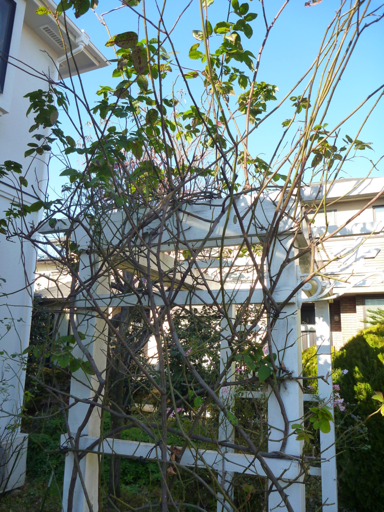 f:id:verandarosegarden:20171213193428j:plain f:id:verandarosegarden:20171213193428j:plain