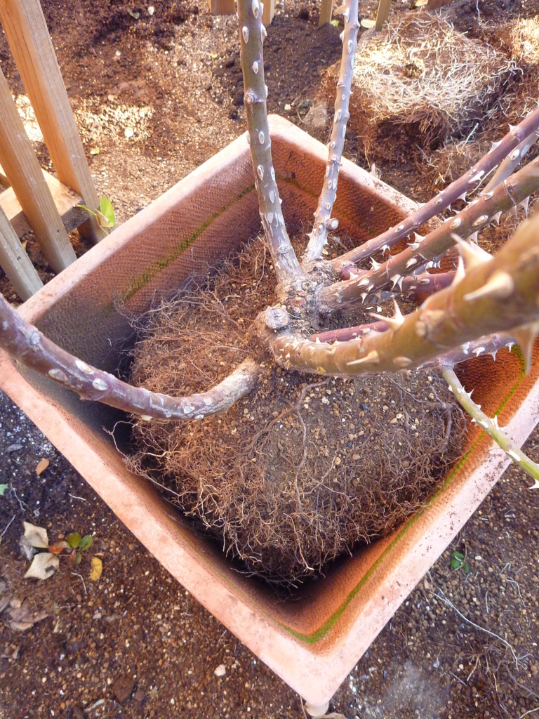 f:id:verandarosegarden:20171220093733j:plain