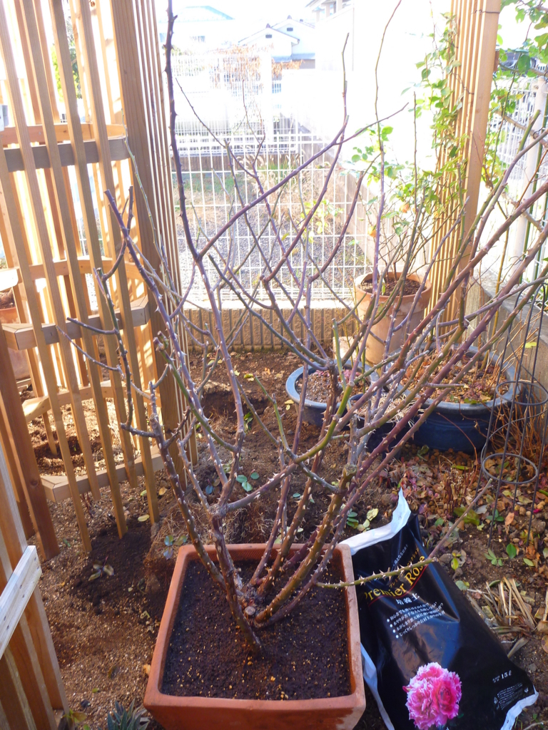 f:id:verandarosegarden:20171220093931j:plain