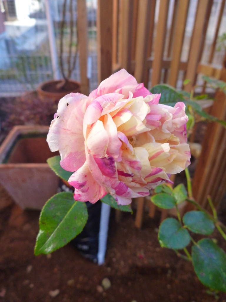 f:id:verandarosegarden:20171220143606j:plain f:id:verandarosegarden:20171220143606j:plain