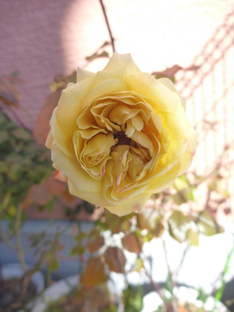 f:id:verandarosegarden:20171230100454j:plain