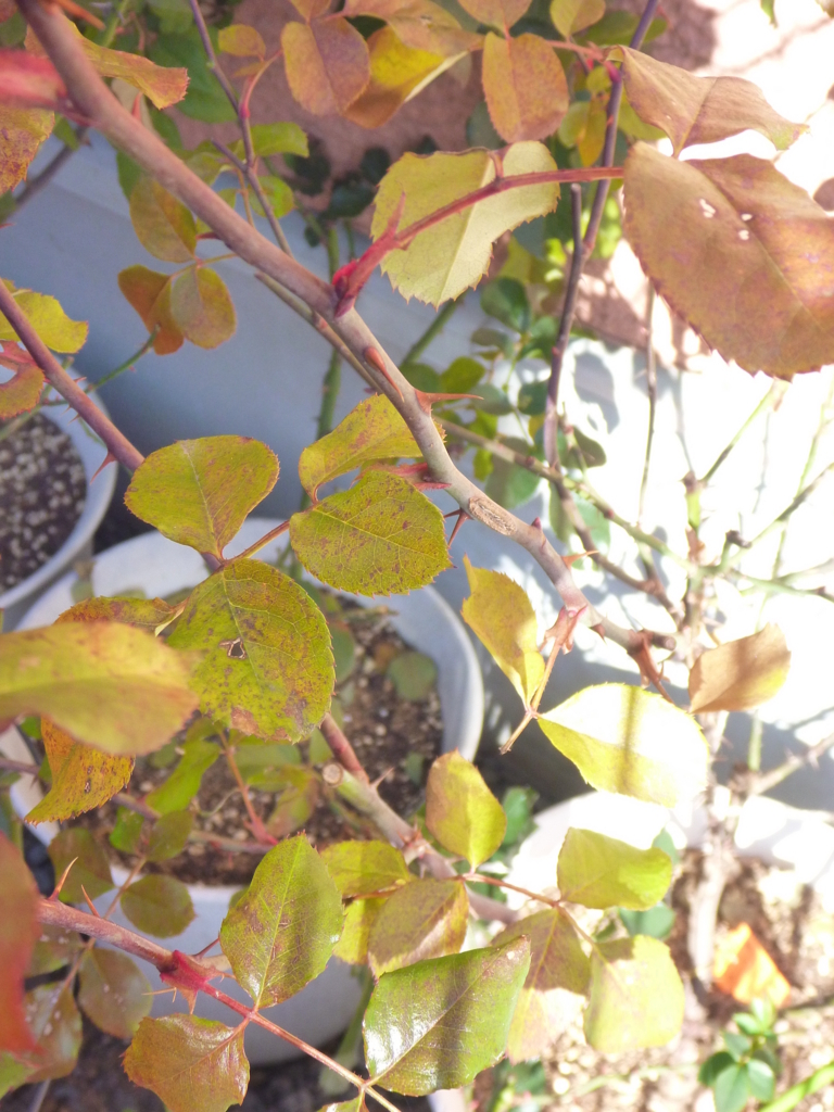 f:id:verandarosegarden:20171230100725j:plain