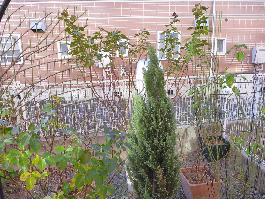 f:id:verandarosegarden:20180104102812j:plain f:id:verandarosegarden:20180104102812j:plain