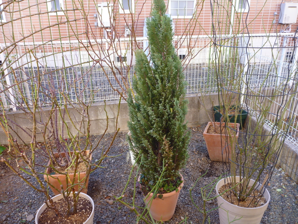 f:id:verandarosegarden:20180104104047j:plain f:id:verandarosegarden:20180104104047j:plain